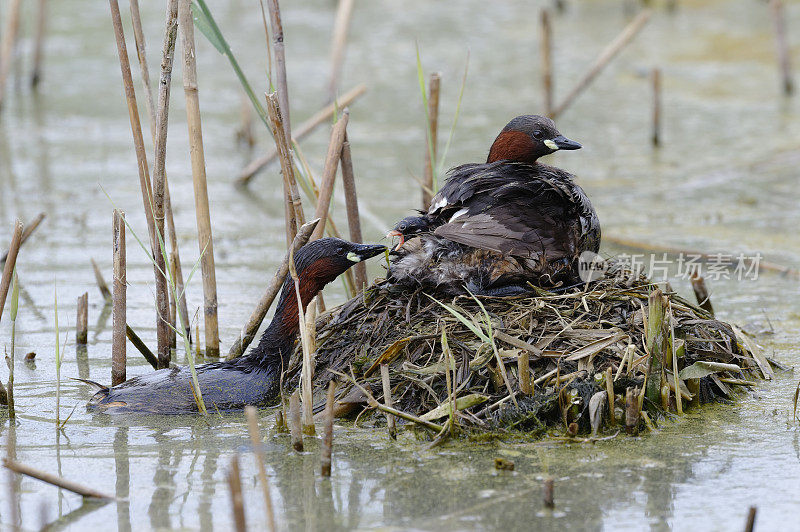 巢中的一对小鸊鷉(Tachybaptus ruficollis)